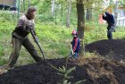 příprava lesních "kopečků" pro výsadbu trvalek